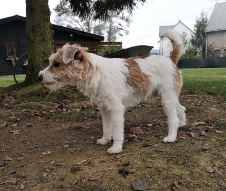 Mighty Maniac's Dustin Hoffman, genannt Dusty