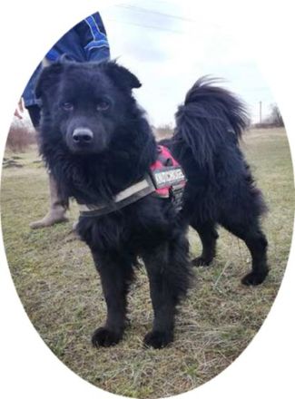 ZUZMO - 52 cm - HÜBSCHER KERL SUCHT FAMILIE! (aus dem