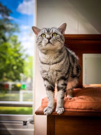 Alvin (Lenin von der Rift Valley)