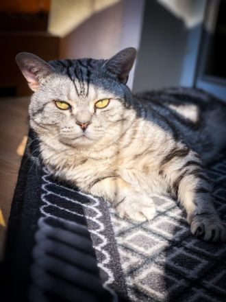 Alvin (Lenin von der Rift Valley)