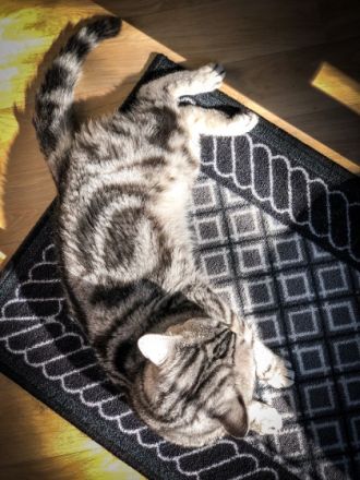 Alvin (Lenin von der Rift Valley)