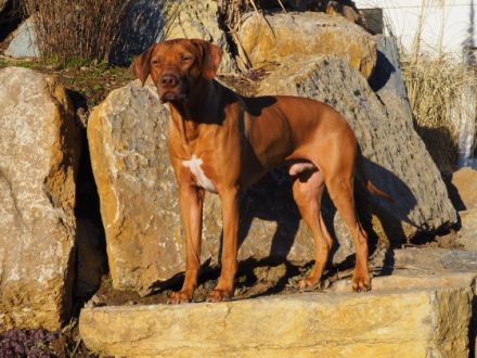 Waihtaka Fairytale Fenuku