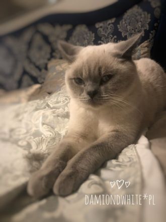 BKH kitten mit Stammbaum Britische kurzaar blaue Augen