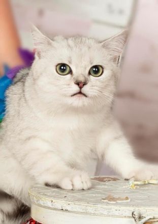 BKH kitten mit Stammbaum Britische kurzaar blaue Augen