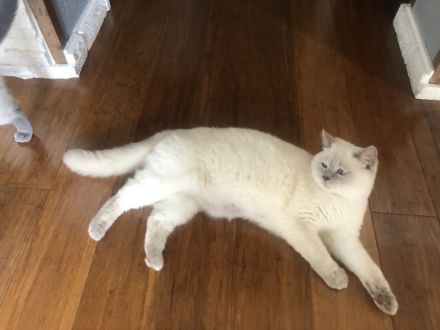 BKH kitten mit Stammbaum Britische kurzaar blaue Augen