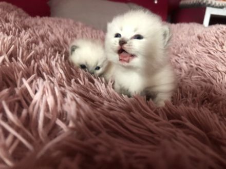 BKH kitten mit Stammbaum Britische kurzaar blaue Augen