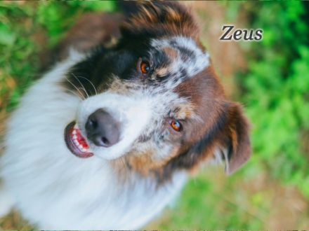 Zeus