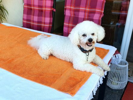 L'Apollon des Portes de Hanau