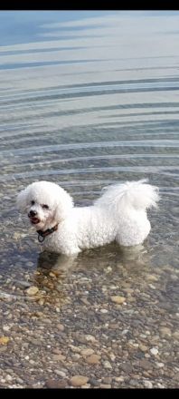 L'Apollon des Portes de Hanau