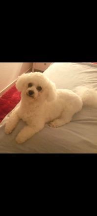 L'Apollon des Portes de Hanau