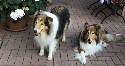 Juttas Hundeparadies