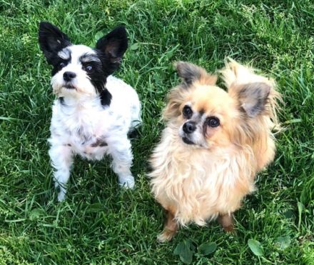 Juttas Hundeparadies