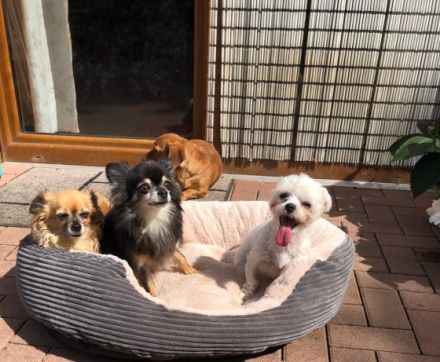 Juttas Hundeparadies