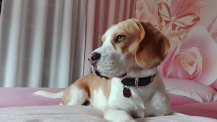 Deckrüde  ,, Graf George von der Westerengerheide ,,