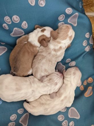 Deckrüde  ,, Graf George von der Westerengerheide ,,