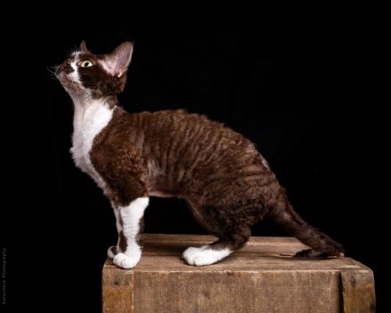 Devon Rex von Rhenania