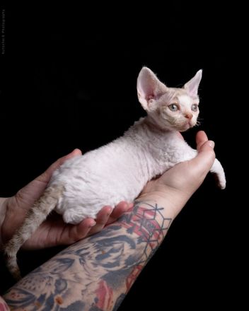 Devon Rex von Rhenania