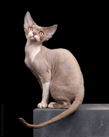 Devon Rex von Rhenania