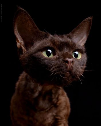 Devon Rex von Rhenania
