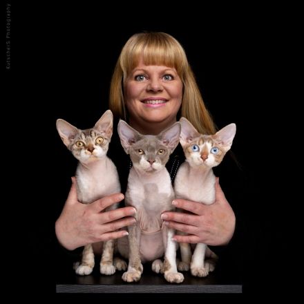 Devon Rex von Rhenania