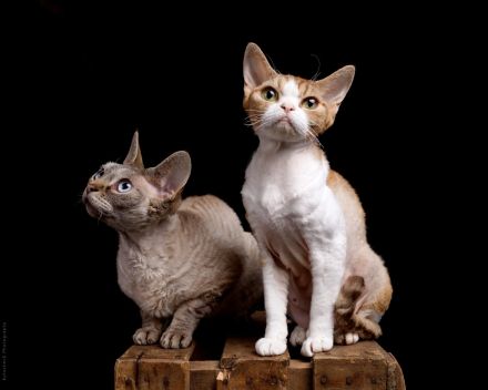Devon Rex von Rhenania