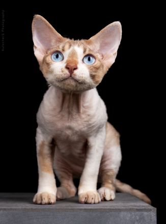 Devon Rex von Rhenania