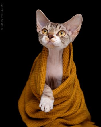 Devon Rex von Rhenania