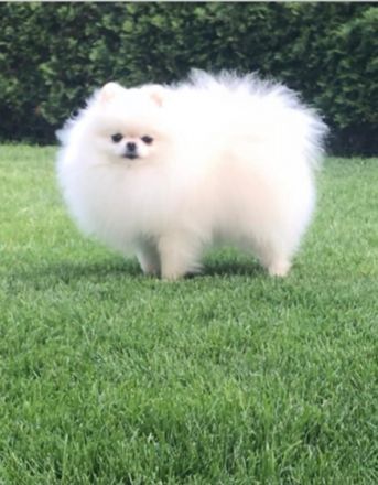 von Bernhard's Paradies