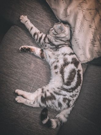 Alvin (Lenin von der Rift Valley)