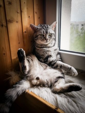 Alvin (Lenin von der Rift Valley)