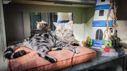 Alvin (Lenin von der Rift Valley)