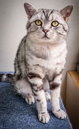 Alvin (Lenin von der Rift Valley)