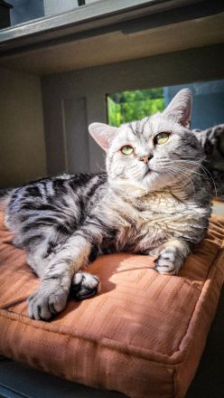 Alvin (Lenin von der Rift Valley)