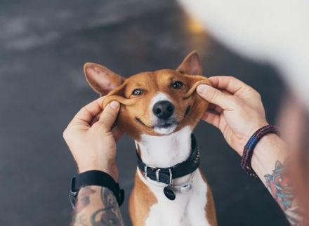 4-Pfoten-Physiotherapie