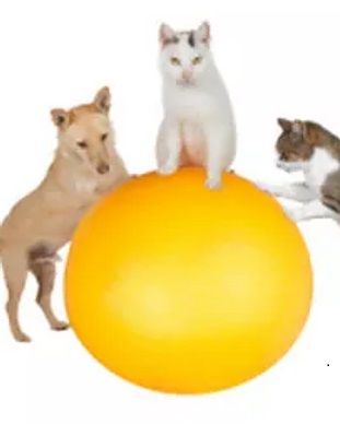 4-Pfoten-Physiotherapie