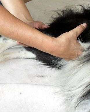 4-Pfoten-Physiotherapie