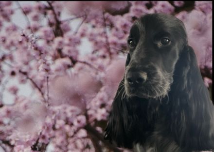 English Cocker Spaniel From the Roses of Scotland