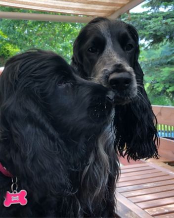 English Cocker Spaniel From the Roses of Scotland