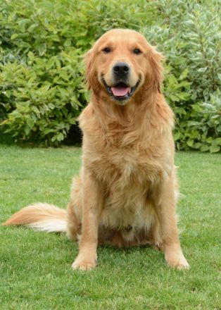 Rocky vom Silberland