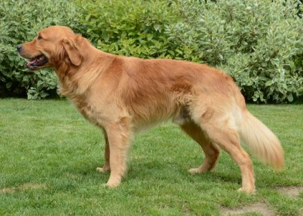 Rocky vom Silberland