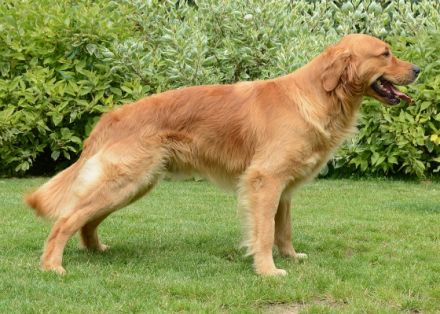 Rocky vom Silberland