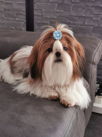 Henry Otto Kingdom is in Roksolanakh