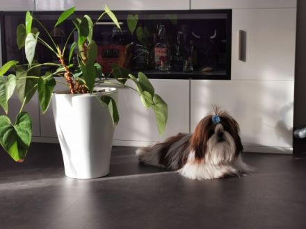 Henry Otto Kingdom is in Roksolanakh