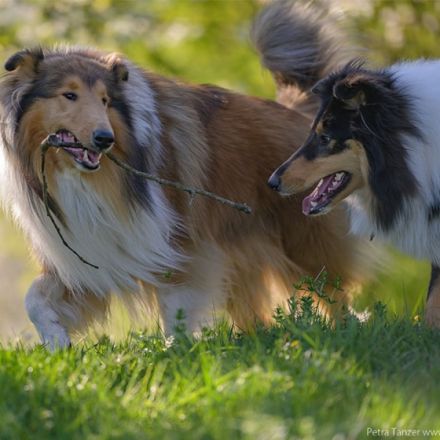Collies vom Aichenbach