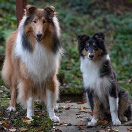 Collies vom Aichenbach