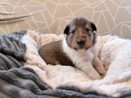 Collies vom Aichenbach