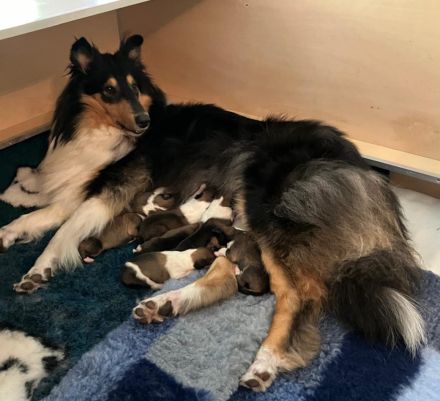 Collies vom Aichenbach