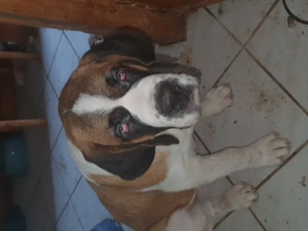 Am 30.3.2021 wurden 6 Welpen geboren. Ein Junge ist nun