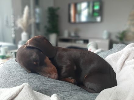 MUFFIN vom Gartenkamp