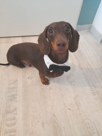 MUFFIN vom Gartenkamp